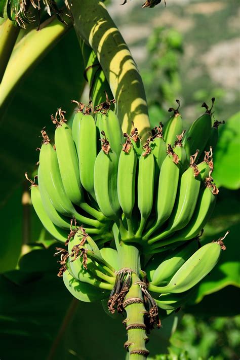 3,000+ Free Banana & Banana Tree Images - Pixabay