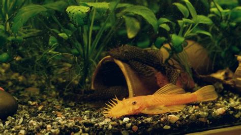 BRISTLENOSE-CATFISH Footage, Videos and Clips in HD and 4K - Avopix.com