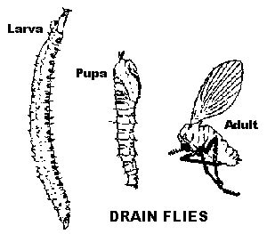 Drain Flies or Moth Flies | Entomology