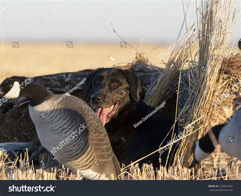 Black Lab Hunting Blind Stock Photo 418827064 | Shutterstock