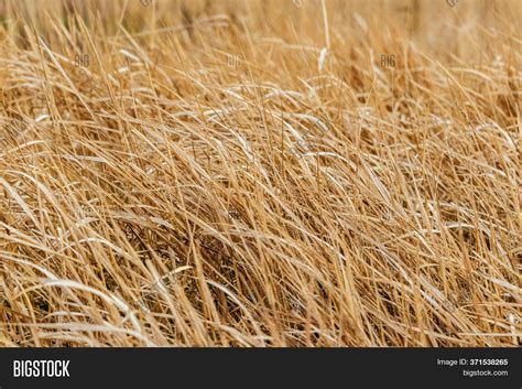 Texture Dry Grass. Image & Photo (Free Trial) | Bigstock