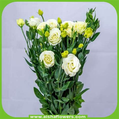 Lisianthus White - Aisha Flowers