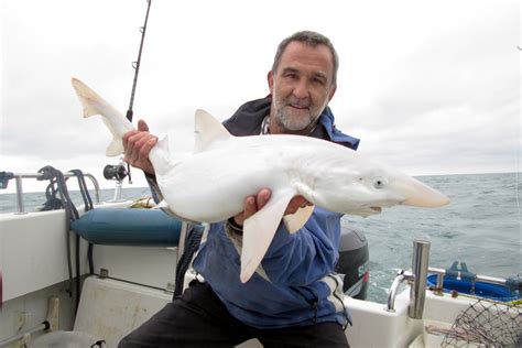 Ultra-rare 'albino' shark is first ever caught off coast of Britain - London Daily