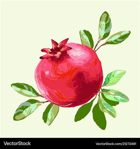 Pomegranate with leaves fresh fruit drawing Vector Image