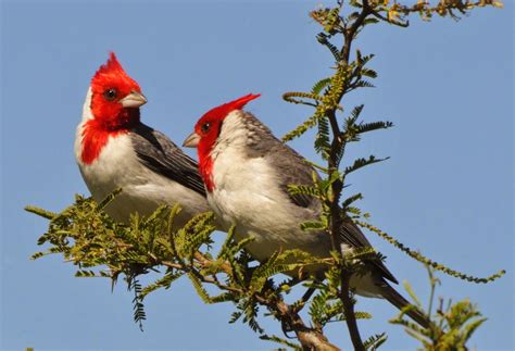 Aves de Ciudad de Buenos Aires: El CARDENAL COMÚN.