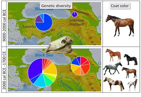 New clues to the origin of domestic horses - Cosmos Magazine