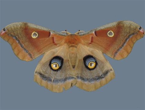 Antheraea polyphemus - BioQuipBugs