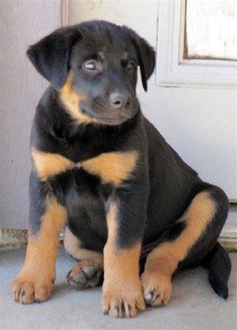 Rottweiler And Lab Mix, Labrador Rottweiler Mix Information and Photos ...