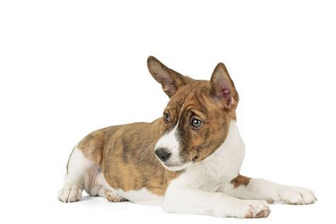 Basenji Puppies For Sale