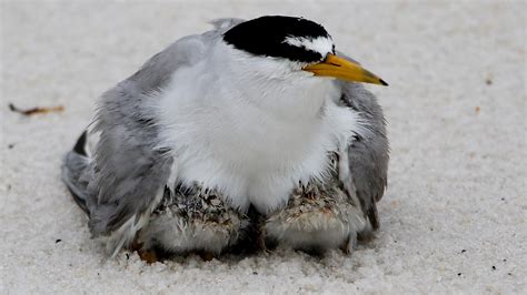 Birdwatching at Gulf Islands (U.S. National Park Service)