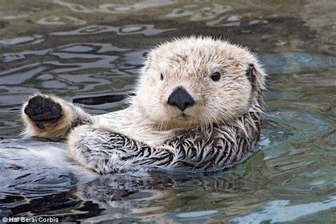 Great white sharks have developed a taste for OTTERS | Daily Mail Online