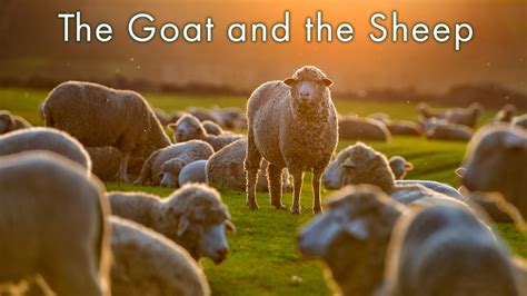 The Parable of the Goat and the Sheep – DVS Press