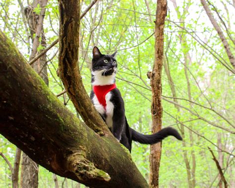 Adventure Cat 101: What to know before you go - The Hiking Cat