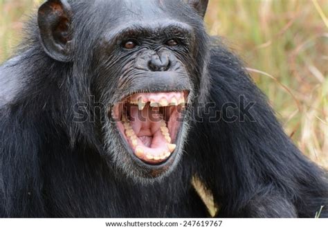 Chimpanzee Laughing Stock Photo 247619767 | Shutterstock