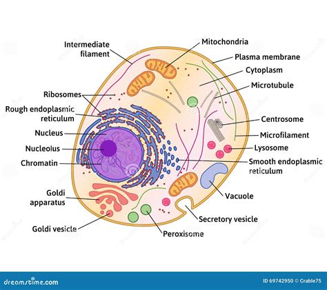 Vector Human Cell Structure Stock Vector - Illustration of medicine, membrance: 69742950