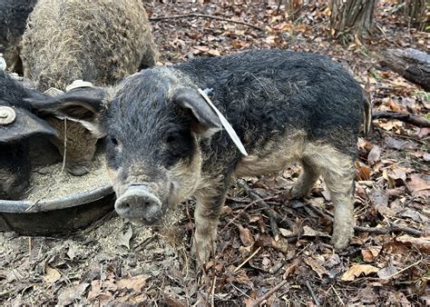 The Mangalista Pig - One of Oldest Breeds in Europe – McClure Organic Farm