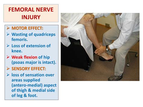 PPT - SACRAL PLEXUS FEMORAL & SCIATIC NERVES PowerPoint Presentation ...