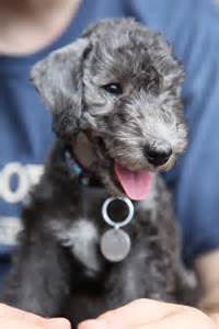 File:00 Smiling Bedlington Terrier puppy.jpg - Wikimedia Commons