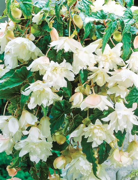 Trailing Tuberous Begonias White - Tesselaar