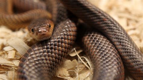 Kentucky teacher says snake, mouse fell from classroom ceilings: ‘Another day living the dream ...