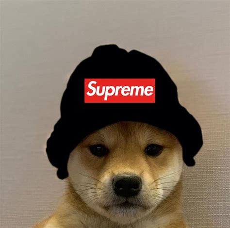 SUPREME Dogwifhat | Dogwifhat | Know Your Meme