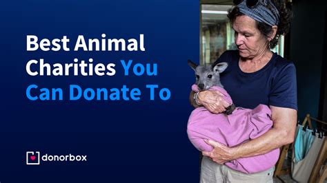 17 Best Animal Charities You Can Donate To