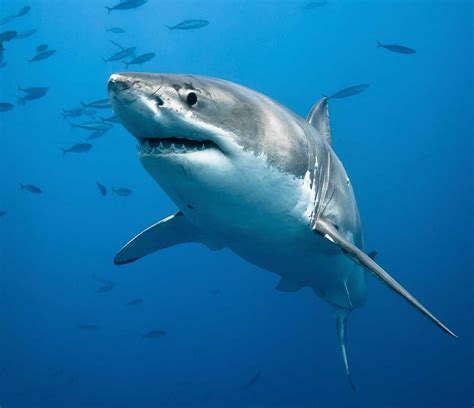 Great White Shark - Love The Critters