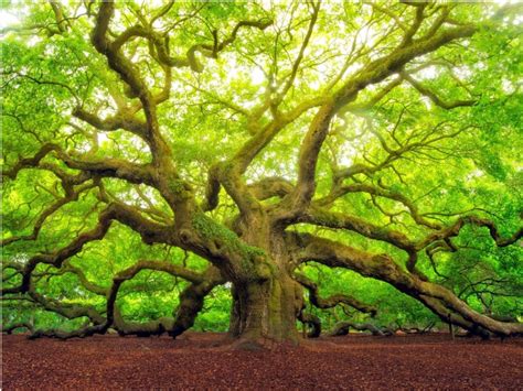 15 Amazing Trees to Remind You Why Nature is Awesome