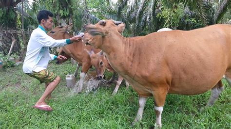 Cara Penggemukan Sapi Bali Jantan yang Efisien dan Mudah