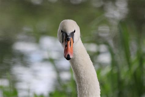 Bird Swan Beak - Free photo on Pixabay - Pixabay