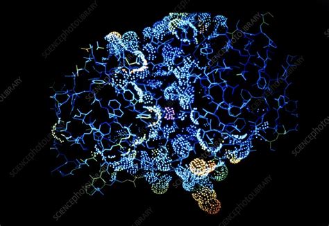 Molecular structure of pepsin enzyme - Stock Image - A605/0003 - Science Photo Library