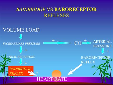 PPT - CARDIAC REGULATION PowerPoint Presentation, free download - ID:5601106