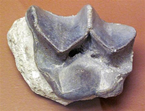 Megacerops sp. (fossil titanothere) (White River Group, Eo… | Flickr