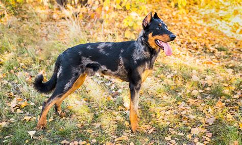 Beauceron Is A Mixed Breed