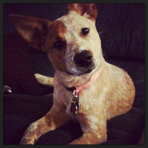 38 Dog-bull terriior/red heeler ideas | red heeler, heeler, puppies