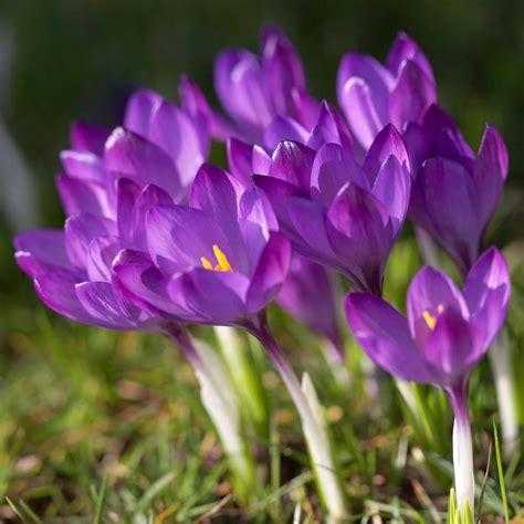 Crocus Ruby Giant - Longfield Gardens