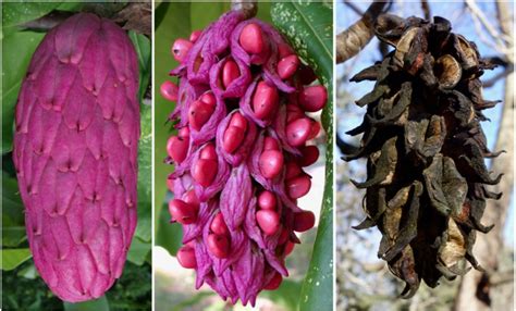 Hunting Magnolia Fruits at the Arboretum - Arnold Arboretum | Arnold ...