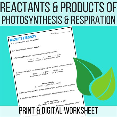 Reactants and Products of Photosynthesis and Respiration - Laney Lee