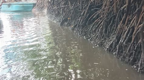 Glimpse of Mangrove forests of Baratang Island in Middle Andamans - YouTube