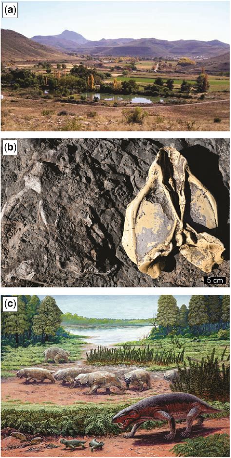 Late Permian tetrapod fossils near Nieu Bethesda. (a) View over Nieu... | Download Scientific ...