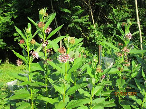 Common Milkweed Seeds, Asclepias Syriaca - Milkweed 4 Monarchs