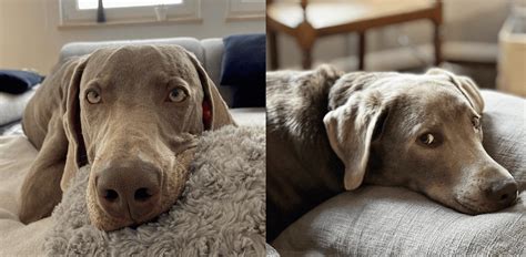 Silver Lab vs Weimaraner: Which is a Better Family Dog? - K9 Web