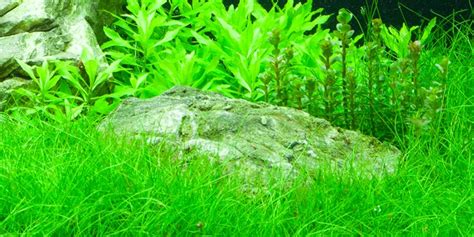 Eleocharis parvula - Tropica Aquarium Plants