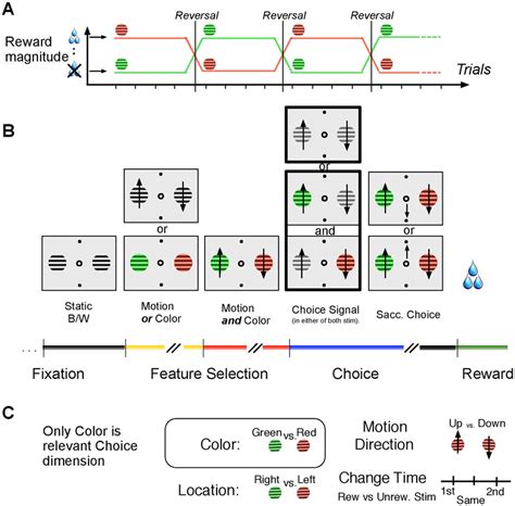 Feature-based reversal learning task. (A) Sketch of the reversal of ...