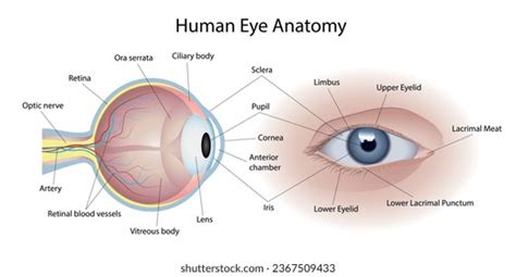 Eye Anatomy Limbus