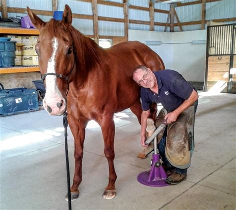 horse farrier near me - Kena Schmitt