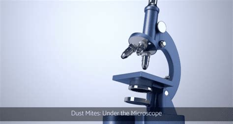 Dust Mites: Under the Microscope | Mitey Fresh Building Biology