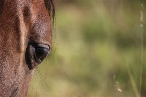 Free Images : grass, wildlife, mammal, fauna, close up, nose, head ...