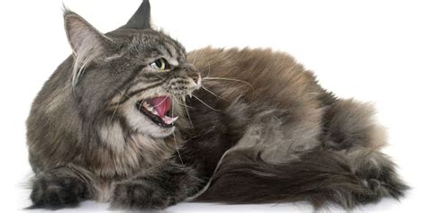 How To Tell if a Cat Is Angry - Cats.com