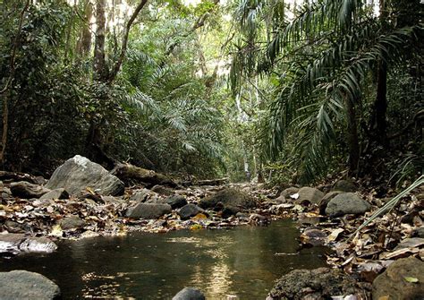 Nigerian state “determined to protect their forests” and preparing to lead with REDD+ - CIFOR ...